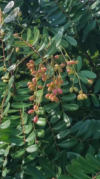 Archivo:Simarouba amara.jpeg