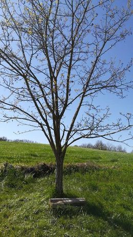 Acacia abbreviata.jpg