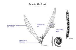 Acacia fleckeri.jpg