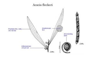 Acacia fleckeri.jpg