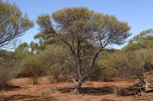Acacia incognita.jpg