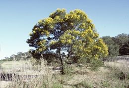 Acacia linearifolia.jpg