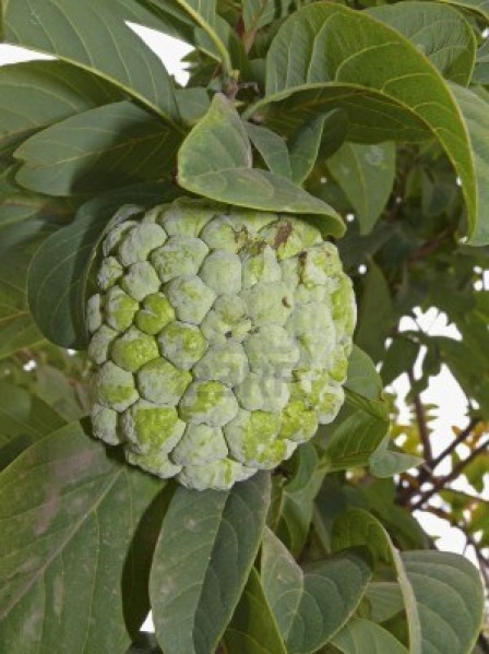Archivo:Annona reticulata fruta verde.JPG