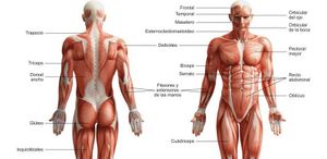 Aparato-locomotor-min-e1519316034732.jpg