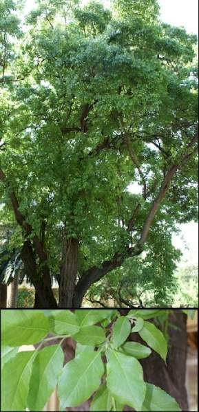 Archivo:Azahar del Campo 1.jpg