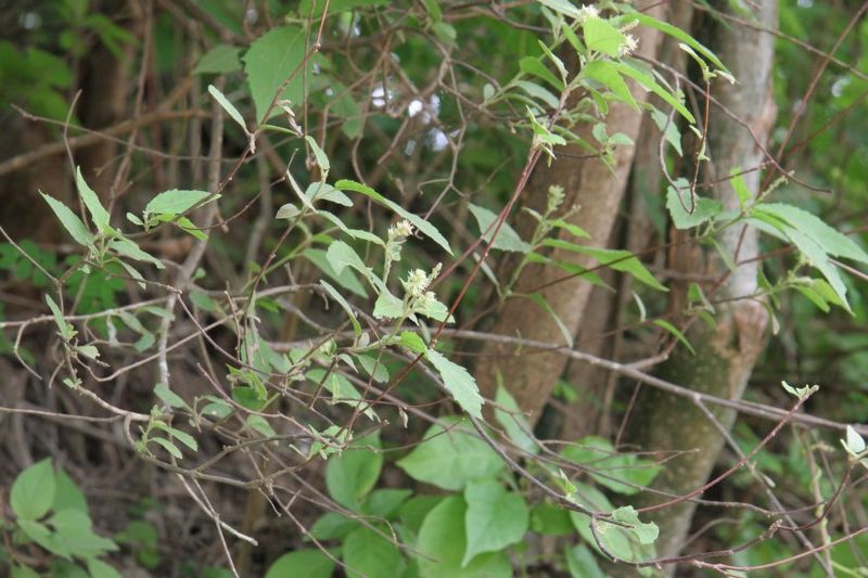 Archivo:Croton jutiapensis 1.jpg