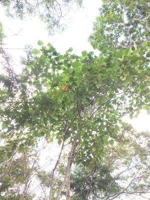 Croton verrucosus.jpeg