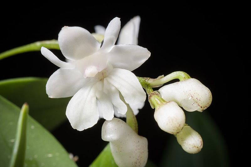 Archivo:Dendrobium aberrans flor.jpg