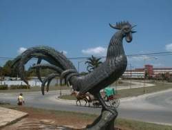 Gallo de Moron.jpg