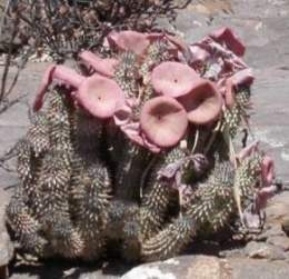 Hoodia gordonii-.jpg