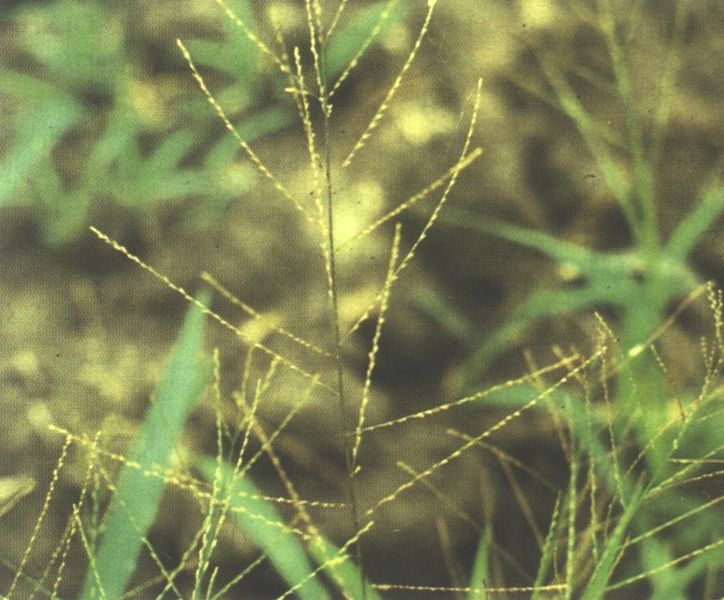 Archivo:L. filiformis 3.jpg