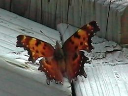 Mariposa de la coma gris.jpg