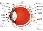 Partes interiores del ojo.jpg