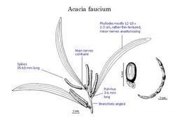 Acacia faucium.jpg