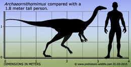 Archaeornithomimus-size.jpg