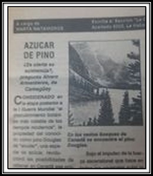 Archivo:Azúcardepino.jpg