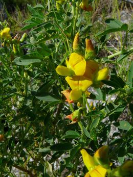 Crotalaria edmundi-bakeri.jpg
