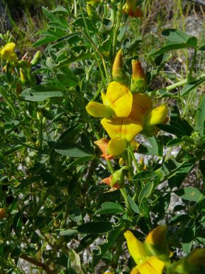 Crotalaria edmundi-bakeri.jpg