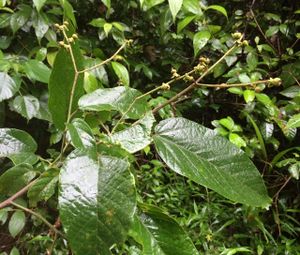 Croton billbergianus.jpg