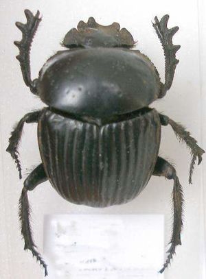 Esca pelot01.jpg