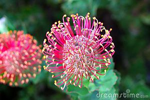 Flowerhead-de-un-hakea-flor-nativa-australiana-13085854.jpg
