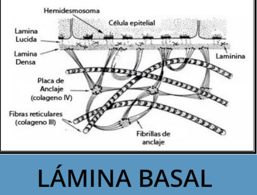 Lámina basal - EcuRed
