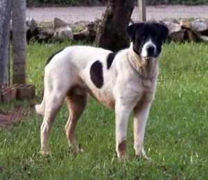 Mastín de alentejo.jpg