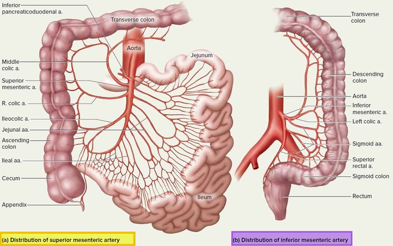 Archivo:Mesenteric-artery.jpg