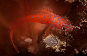 Microlipophrys nigriceps.jpg