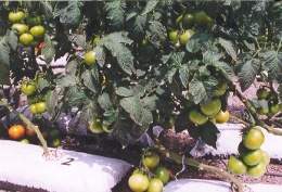 Tomate-4.jpg
