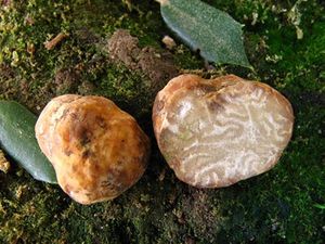 Tuber maculatum.jpg