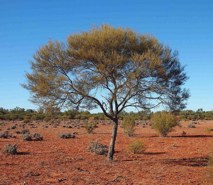 Archivo:Acacia aneura.jpg