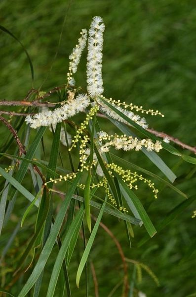 Archivo:Acacia floribunda 5.jpg