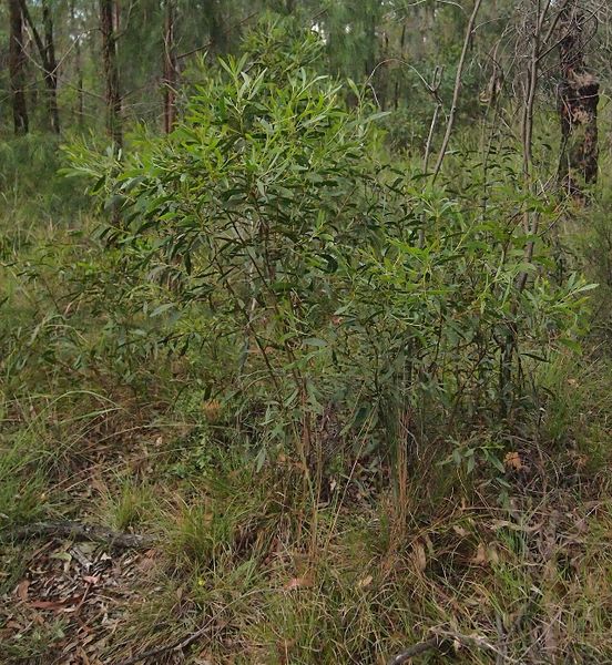 Archivo:Acacia julifera 1.jpg