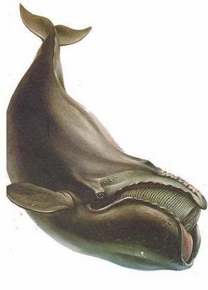 Ballenanegra.jpg