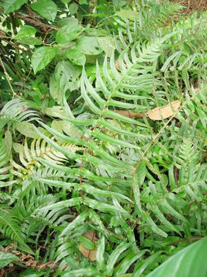 Blechnum occidentale.JPG
