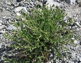 Brickellia oblongifolia.jpg