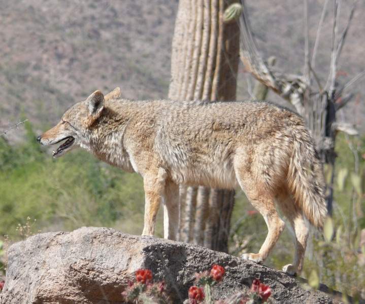 Archivo:Canis latrans.jpg