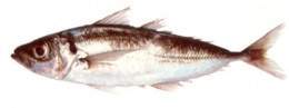 Chicharro saltarín.jpg