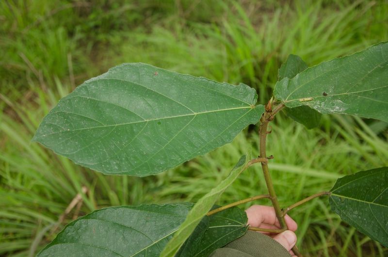 Archivo:Ficus vogeliana.jpg