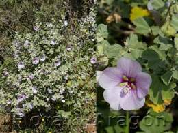 Lavatera maritima11.jpg