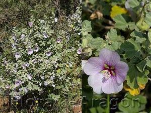 Lavatera maritima11.jpg