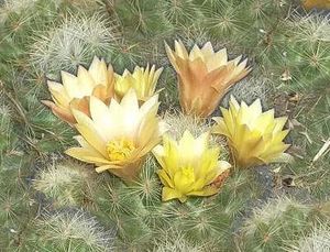 Mammillaria baumii.jpg