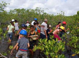 Manglares-de-Fiesta-en-Moa-foto-3.jpg