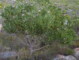 Protea lepidocarpodendron.jpg