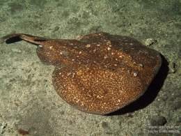 Punta-Prieta-Tembladera-Torpedo-marmorata-02012011.jpg