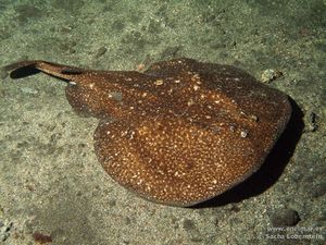 Punta-Prieta-Tembladera-Torpedo-marmorata-02012011.jpg