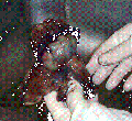 Miniatura de la versión del 14:06 31 mar 2011