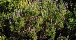 03-lavandula-dentata-vista-general-medium.jpg