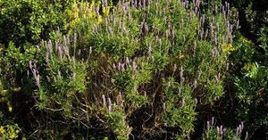 03-lavandula-dentata-vista-general-medium.jpg